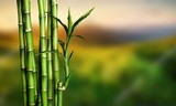 Fototapeta Sypialnia - Many bamboo stalks on blurred background
