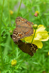 Wall Mural - Multicolor butterfly sitting on a yellow flower