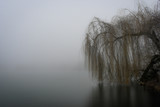 Fototapeta Tęcza - Willow tree over lake in fog. Mysterious fog over the lake 