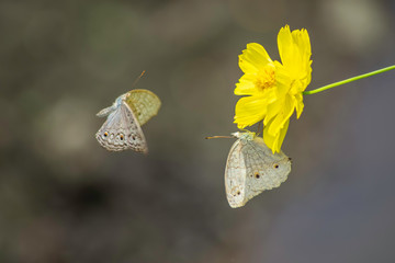 Wall Mural - Multicolor butterfly sitting on a yellow flower