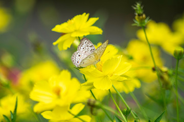 Wall Mural - Multicolor butterfly sitting on a yellow flower