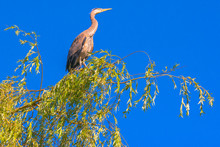 Great Blue Heron On Tree
