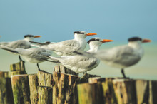 Side View Of Amazing Seagulls With Orange Beaks Sitting On Tree Stumps And Looking Away