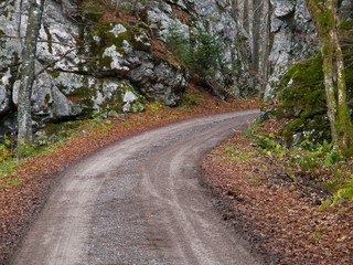 Wall Mural - forest