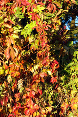 Wall Mural - Blurry vertical image of colorful foliage. Green and red leaves background, Botanical background.