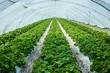 Green house made from polyethylene film protect in spring fields with rows of strawberry plants