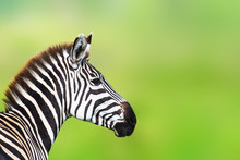 Side View Of Zebra Head Against Unfocused Green Background