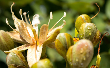 Flor de jatobá. Jatobá flower, typical fruit of the cerrado and southeastern Brazil.