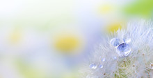 Dandelion Seed With Dew Droplets. Beautiful Soft Spring Background. Soft Focus Abstract Background With Copy Space.
