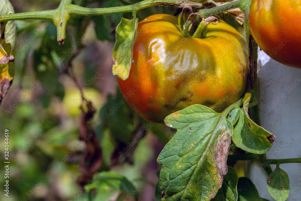 Ripening tomatoes affected by late blight. Phytophthora Infestans ...