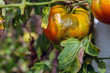 Ripening tomatoes affected by late blight. Phytophthora Infestans. Selective focus.