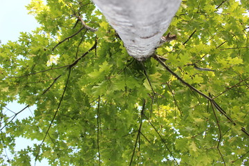 under a tree