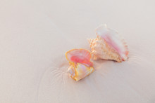 Conch Shells On Pink Sand Beach In Bahamas