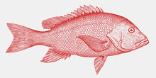 Northern Red Snapper Lutjanus Campechanus, Threatened Fish From The Atlantic Ocean