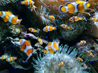 Wall Mural - tropical fish in aquarium clown fish