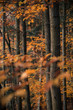 Baumstämme im herbstlichen Buchenwald - stimmungsvolle Herbstlandschaft mit bunten Blättern