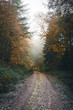 Ein Weg in den herbstlichen Wald - Spaziergang in den nebeligen Wald an einem bunten Herbsttag