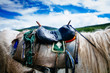 © Mint Images - Close up o saddle on white horse, cloudy sky.