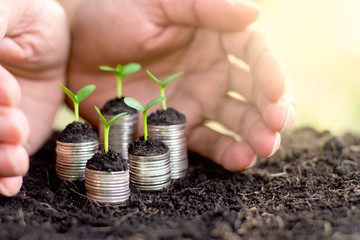 Wall Mural - Seedlings are grown on a coin placed on the ground, While a men's hands were surrounded.