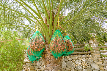 Wall Mural - Dates on a date palm at Zighy Bay in Musandam, Oman.