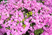 Pink Bougainvillea Flowers In Full Bloom