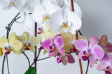 Fototapeta Storczyk - Multi-colored orchids on  white background isolate. Tropical flowers are white, yellow, pink.