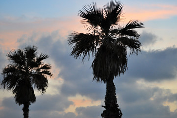 Palm trees during sunset