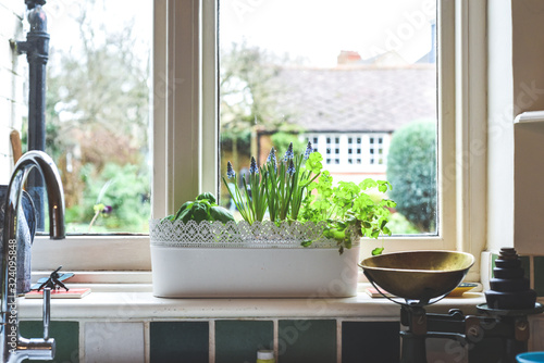 Fototapeta na drzwi i meble Window box with herb garden and spring bulbs growing in a home kitchen interior