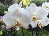 Fototapeta Storczyk - white orchid on green background