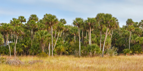 Wall Mural - Palm trees at Lake Woodruff National Wildlife Refuge near Daytona Beach, Florida