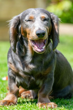 A Blue Male Long Haired Dachshund Yawning