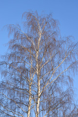 Wall Mural - Birch tree on blue sky background.