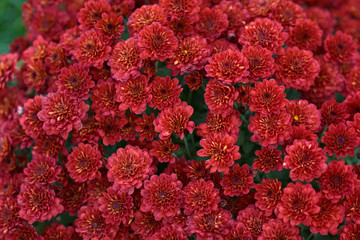 Wall Mural - Decorative composition of red chrysanthemum, autumn bouquet. Scarlet chrysanthemum in leaf fall botanical garden.