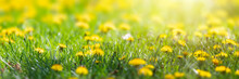 Sunny Flower Field Of Dandelions, Spring Blossom, Meadow With Yellow Flowers In Sunlight