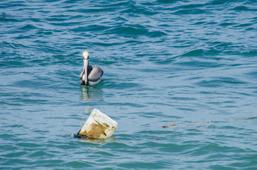 Pelican swimming in blue water looking at a buoy.