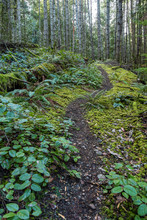 A Narrow Path Zigzag Through Green Mosses Covered Ground Inside Forest 