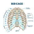 Rib cage anatomy, labeled vector illustration diagram