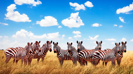 Wall Mural - group of wild zebras in the african savannah against the beautiful blue sky with white clouds. wildl