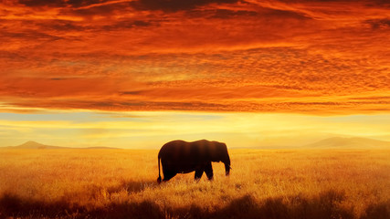 Wall Mural - lonely elephant against sunset and beautiful clouds in savannah. serengeti national park. africa. ta