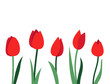Bright vector layout with red tulip flowers and green leaves isolated on white background. Empty place for text. Minimal design concept for banner, promotion offer, spring and summer sale, advertising