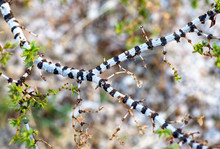 Branch Of A Creosote Bush With Black And White Bark Patterns In Joshua Tree