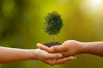 Poster - Hand of two people holding tree in soil on outdoor sunlight and green blur background. Planting the tree, Save world, or growing and environment concept