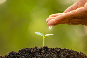 Poster - Hand giving water to young green sprout growing in soil on Green nature blur background