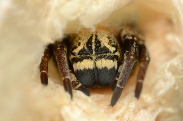 Head of Social Spider in its home - Stegodyphus sp, Eresidae, Habitat - Dry decideous forests, Moist dcideous forests, Distribution - Asia, Africa and Europe