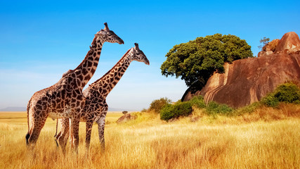 giraffes in the african savannah. serengeti national park. africa. tanzania.