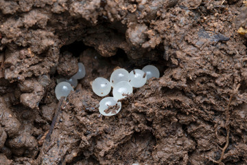 Eggs of Mariaella dussumier, Family Ariophantidae