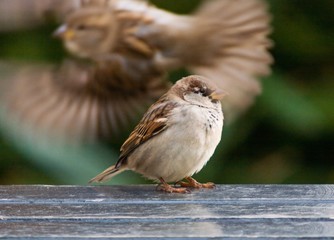 Poster - bird