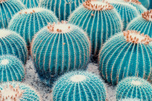 Natural Background Cactus Close Up