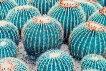 Wall Mural - Natural background cactus close up