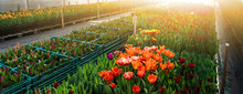 Greenhouses For Growing Flowers. Floriculture Industry